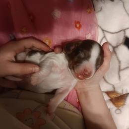 Spotacus - Piebald male Dachshund puppy in Wichita, Kansas from Lauren's Dachshunds