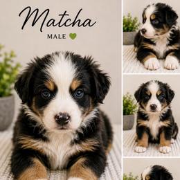Matcha - Black tri-color male Australian Shepherd puppy in Traer, Iowa from Kelly's Australian Shepherds