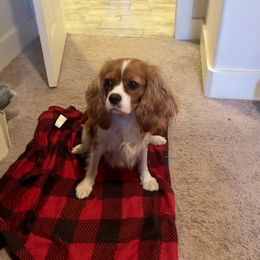 Iris - Cavalier King Charles Spaniel