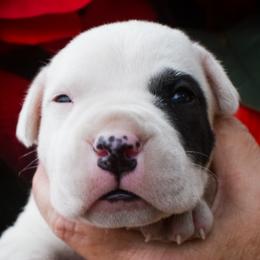 Zira - Dogo Argentino puppy from Debonair Dogos