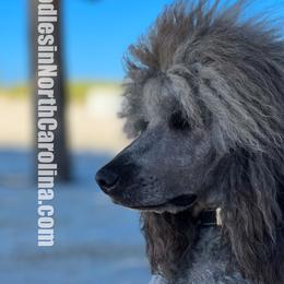 Belle - Poodle