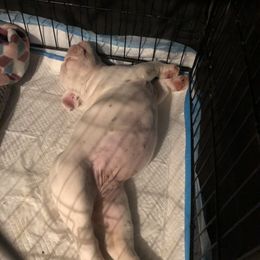 Bulldog Puppies from Bulldogzilla Breeders