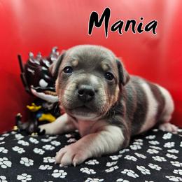 Mania - Blue white and tan male Rat Terrier puppy in Lynn, Alabama from Cryptic Rat Terriers