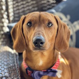 “Reddy”  - Dachshund
