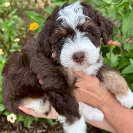 Redwood - Red phantom male Aussiedoodle puppy in Rock Hill, South Carolina from LolliPop Farms