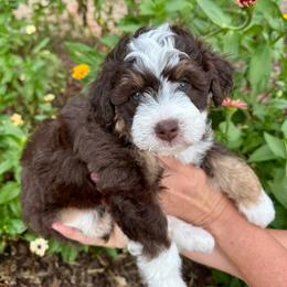 Redwood - Red phantom male Aussiedoodle puppy in Rock Hill, South Carolina from LolliPop Farms