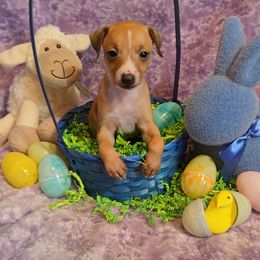 Spartacus - Red Italian Greyhound puppy in Virginia from Selah Kennel