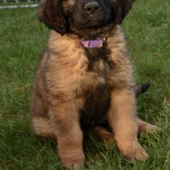 Leonberger Puppies from Rev It Up Kennel