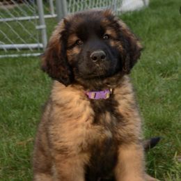 Leonberger Puppies from Rev It Up Kennel