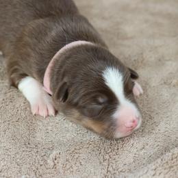 Pink - Red female Border Collie puppy in Courtland, Alabama from C Bar C Ranch Border Collies