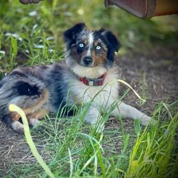 Roogie - Miniature Australian Shepherd