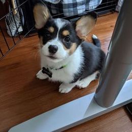 "Winry (Ana X Reinhardt)" Pembroke Welsh Corgi Puppies from Ohana Corgis Inc