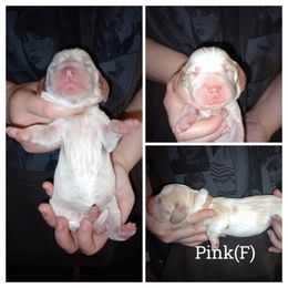 Pink - Lemon and white female Basset Hound puppy in Highland, Michigan from Dream Hounds of Michigan
