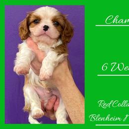 Champ - Blenheim male Cavalier King Charles Spaniel puppy in Willmar, Minnesota from Starlite Cavaliers