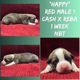 Happy - Red male Pembroke Welsh Corgi puppy in Stephenville, Texas from Rising JM Pembrokes