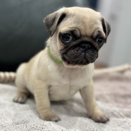 Megan - Girl (1) - Fawn female Pug puppy in Troutman, North Carolina from Ohana Pugs