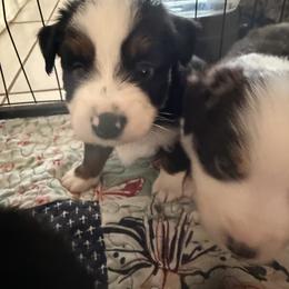 Boy 1 Aussie - Black tri male Miniature Australian Shepherd puppy in Pensacola, Florida from TNT MINI AUSSIES