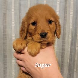 Sugar - Dark golden female Golden Retriever puppy in Scurry, Texas from 07 Seven Oaks Goldens and Doodles