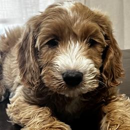 Goldendoodle Puppies from Mini Golden Doodles