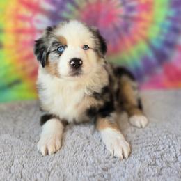 Aphrodite - Blue merle female Miniature Australian Shepherd puppy in Church Hill, Tennessee from Hippie Dog Haven