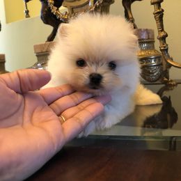 Pomeranian and Yorkshire Terrier Puppies from Dreaming Puppies