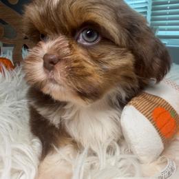 Elvis - Liver and white male Shih Tzu puppy in Coolidge, Arizona from Shih Tzu’s  ‘N’ Love