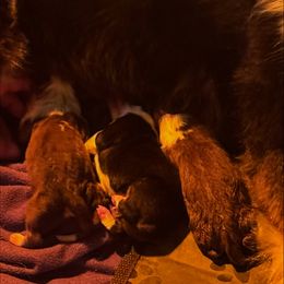 Girl 1 - Red tri-color female Australian Shepherd puppy in Middletown, Delaware from Everline Aussies