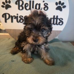 Hayden - Black and gold male Yorkshire Terrier puppy in Clermont, Florida from Bella's Prissy Butts