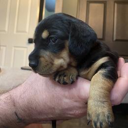 Dachshund Puppies from Desert Dachshunds