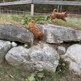 Goldendoodle Puppies from Woodland Acres