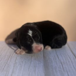 Bernedoodle Puppies from East Coast Bernedoodles