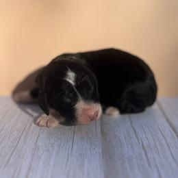 Bernedoodle Puppies from East Coast Bernedoodles