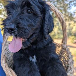 Cove - Black and white male Bernedoodle puppy in Mariposa, California from Ginger & Spice Farm Puppies