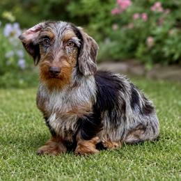 Huzar - Dachshund