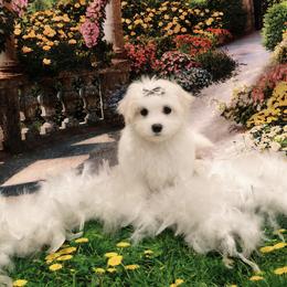 Blossom - White female Maltese puppy in North Myrtle Beach, South Carolina from Perfect Puppies
