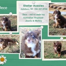 Dece - Red tri male Toy Australian Shepherd puppy in Asheboro, North Carolina from Stellar Aussies