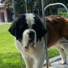 Fancy - Saint Bernard