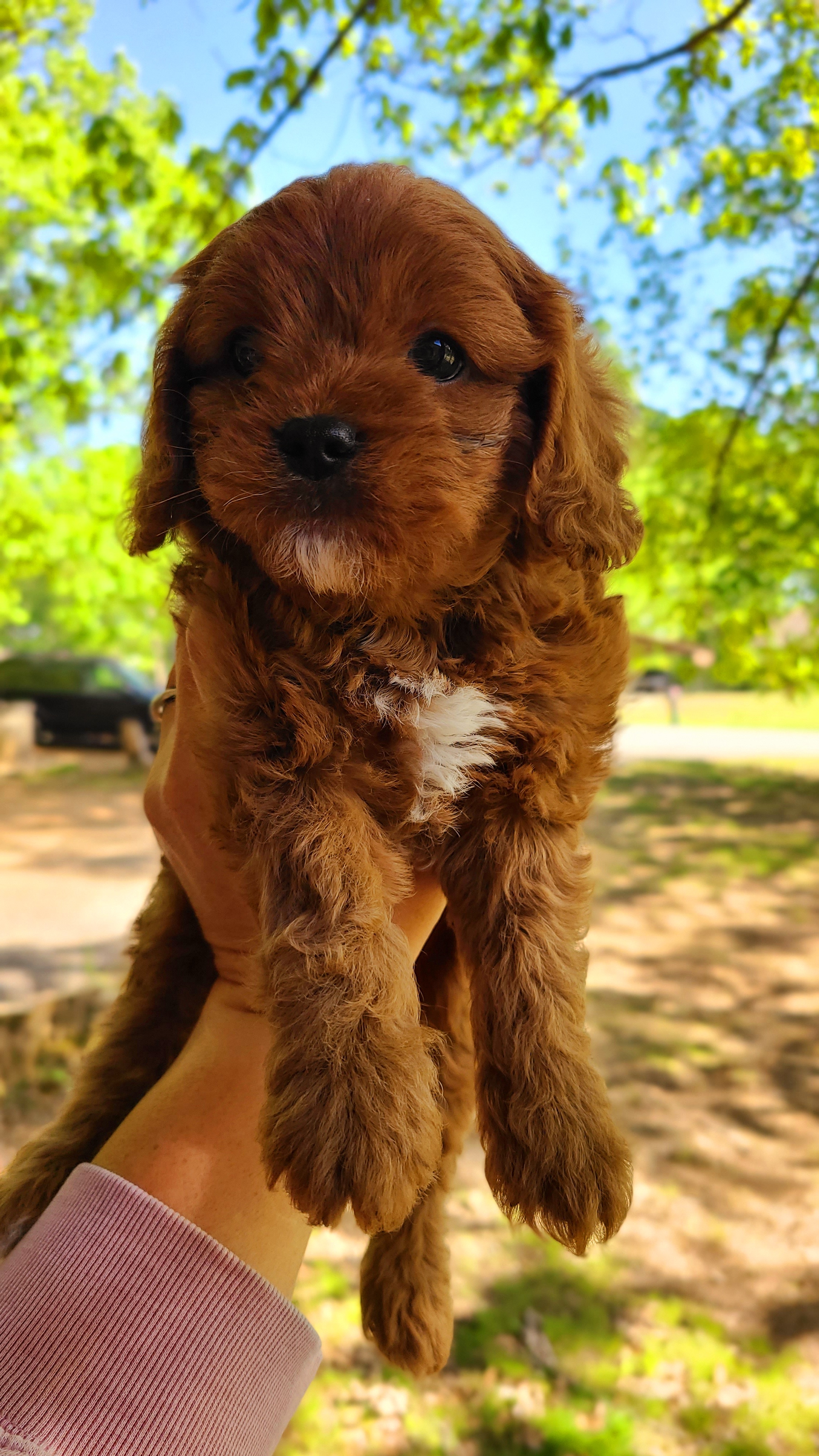 Cavapoos, Maltipoos, and Shihpoos from Cuddable Pups