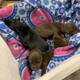 Doberman Pinscher Puppies from El Mareya Misthios Kennel