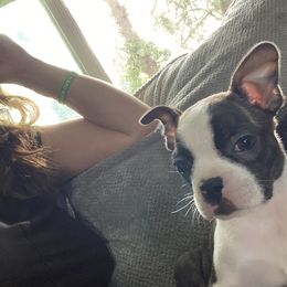 Boston Terrier Puppies from Christina's Boston Terriers