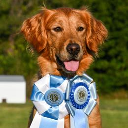 Lolita - Golden Retriever