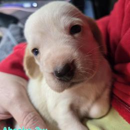 Basset Hound Puppies from Violet Lane Basset Hounds