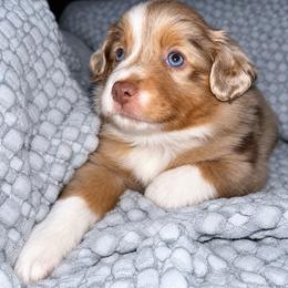 Lotus - Red merle female Miniature Australian Shepherd puppy in Pinnacle, North Carolina from Higher Elevations Mini Aussies