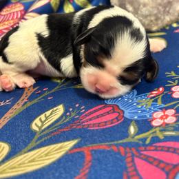 Willow - Tri-color female Cavalier King Charles Spaniel puppy in Broken Arrow, Oklahoma from Cavalier King Charles Heartland