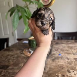 Moe - Cream male Dachshund puppy in Yuba City, California from Mulberry Dachshunds