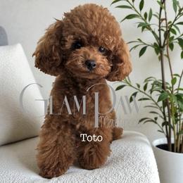Toto - Poodle