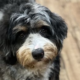 Bernedoodles from Sweet Honey Doodles