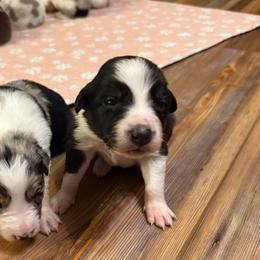 Classy girl - Black and white female Border Collie puppy in Fairview, Tennessee from Hoffman Forest Acres LLC