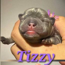 Tizzy - Blue female French Bulldog puppy in Hemlock, Michigan from A&D Frenchies