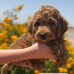 Hadley - Red  female Goldendoodle puppy in Tonopah, Arizona from DJ’s Doodles